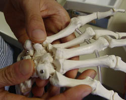 HandBones.jpg
