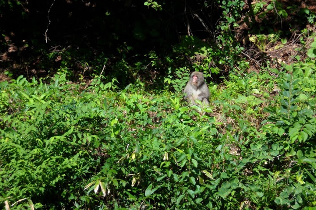 Pic：Shimokita monkey