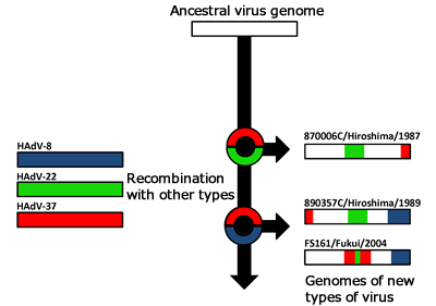 アデノウイルスの遺伝子組み換え