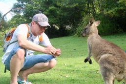 kangaroos
